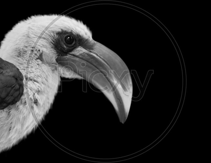 Black And White Portrait Jackson Hornbill Closeup In The Black Background