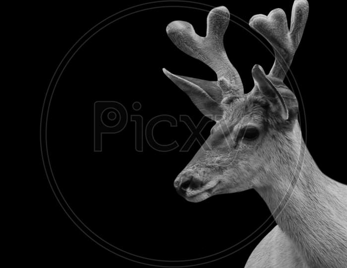 Cute Deer Portrait In The Black Background