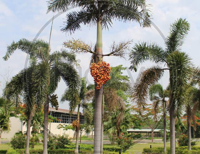 Areca Nut Or Betel Nut Trees In The Garden