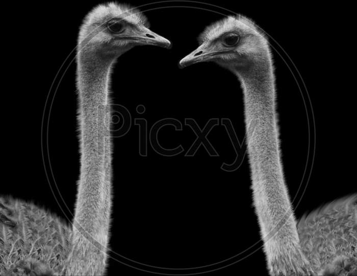 Two Big Ostrich Bird Standing In The Black Background