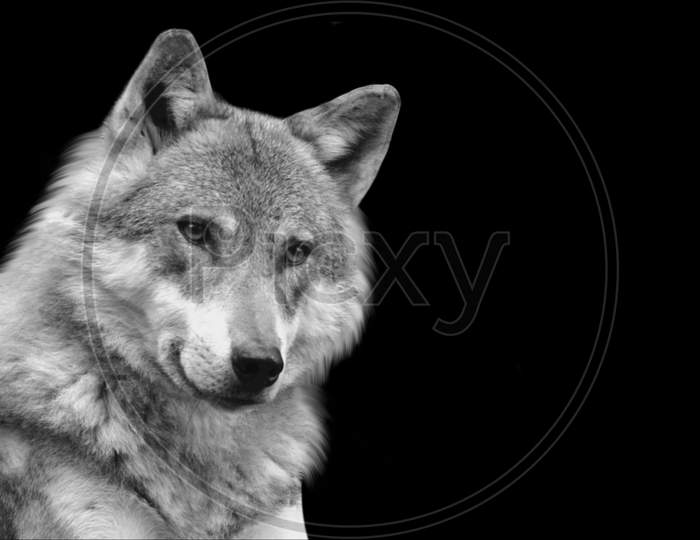 Beautiful Eurasian Wolf Sitting In The Black Background
