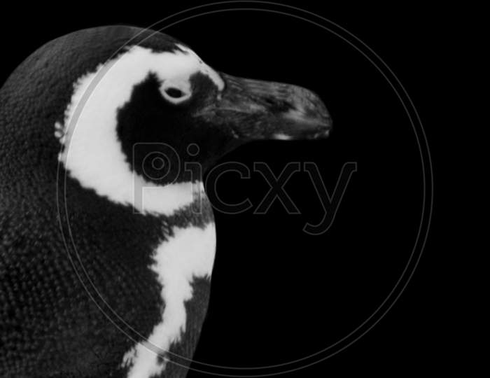 Cute Humboldt Penguin Face In The Black Background