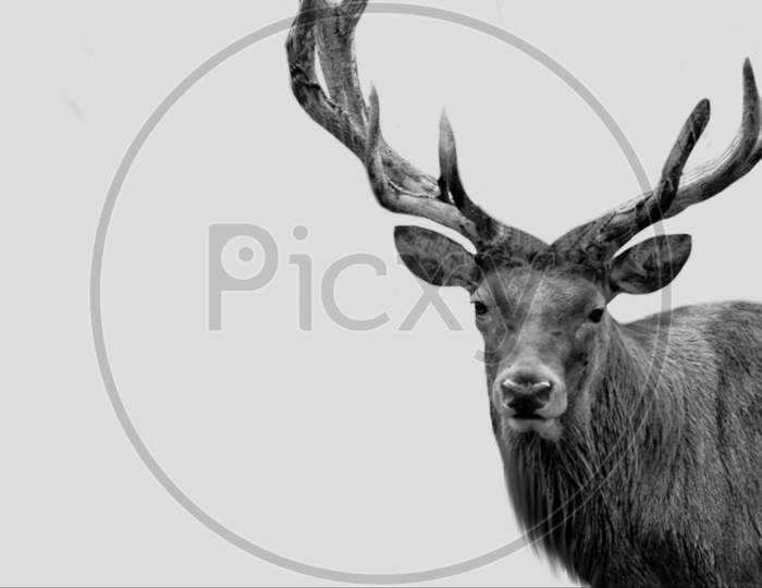 Black Portrait Deer Closeup Face With Big Antlers