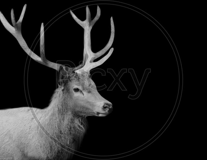Black And White Red Deer Face