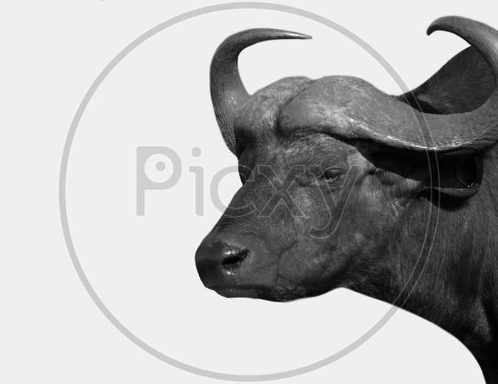 Black Big Horn Buffalo Closeup In The White Background