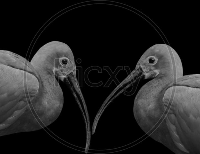 Two Ibis Closeup With Big Beak In The Black Background