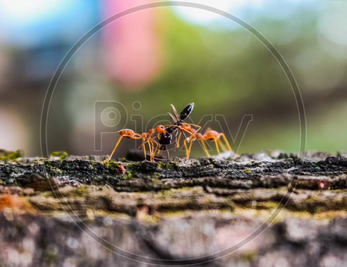 Red Ants Attack Their Prey
