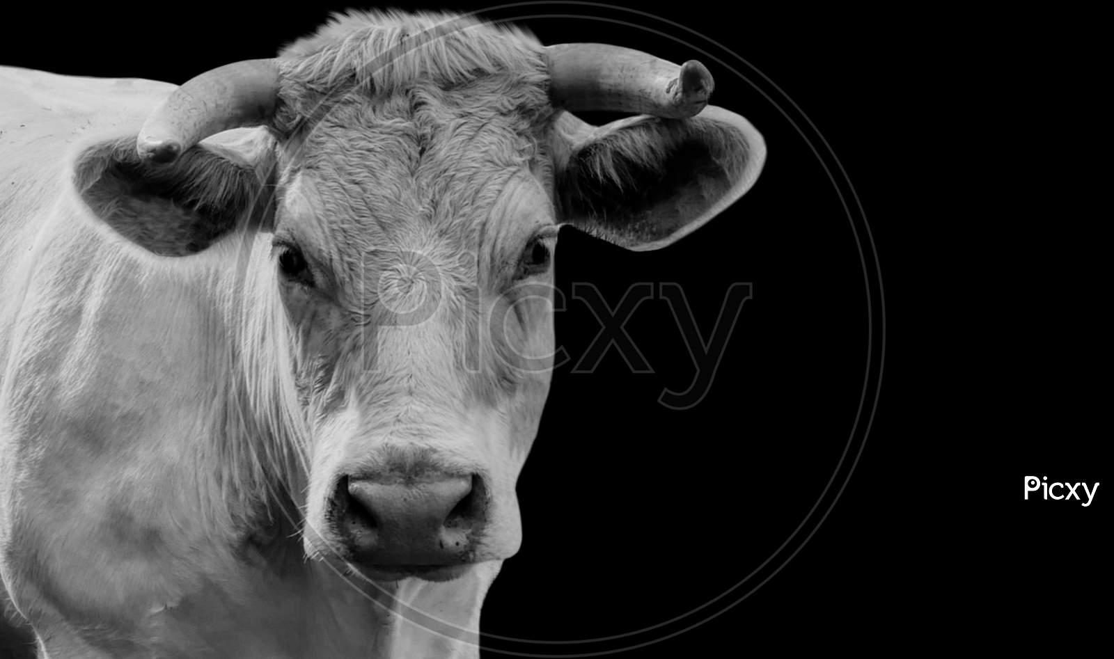 Black And White Cow Portrait Closeup Face