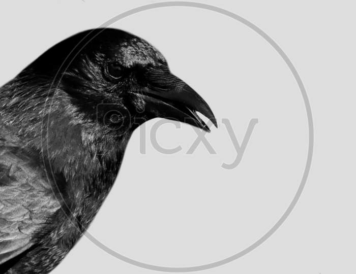 Black Crow Face In The White Background
