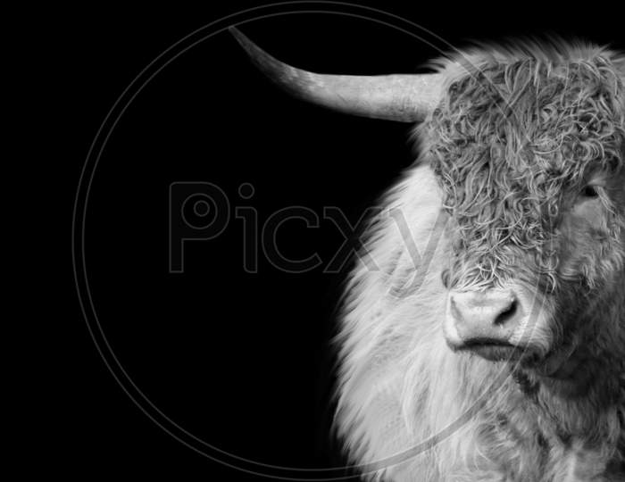 Big Horn Highland Cattle Closeup On The Black Background