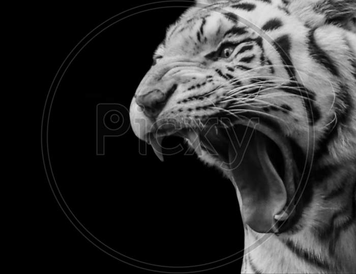 Black And White Portrait Tiger Roaring In The Black Background
