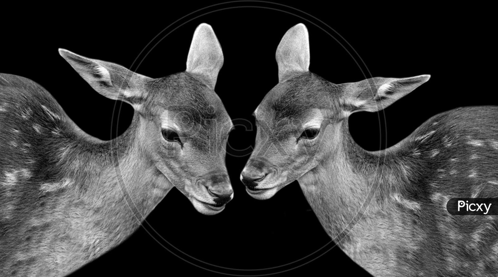 Two Cute Deer Playing In The Black Background