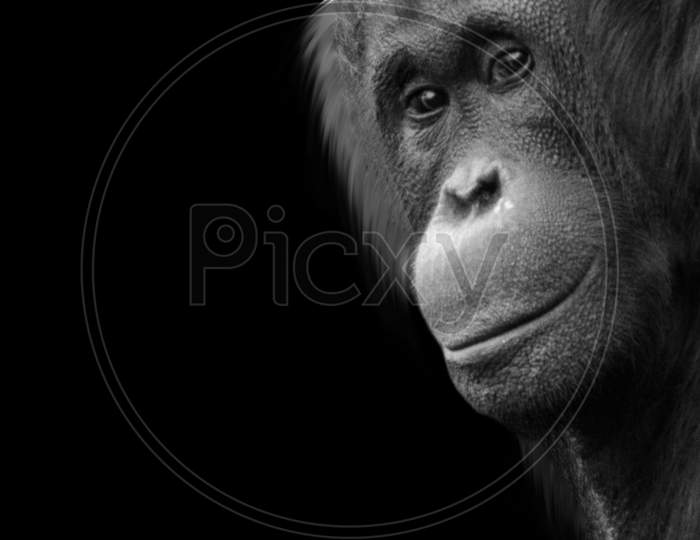 Big Hair Orangutan Closeup In The Black Background