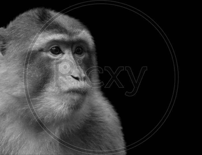 Cute Monkey Closeup Face On The Black Background
