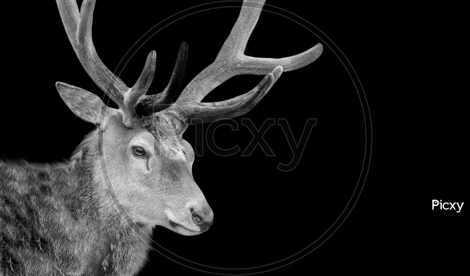Big Antlers Deer Closeup Face In Dark Background