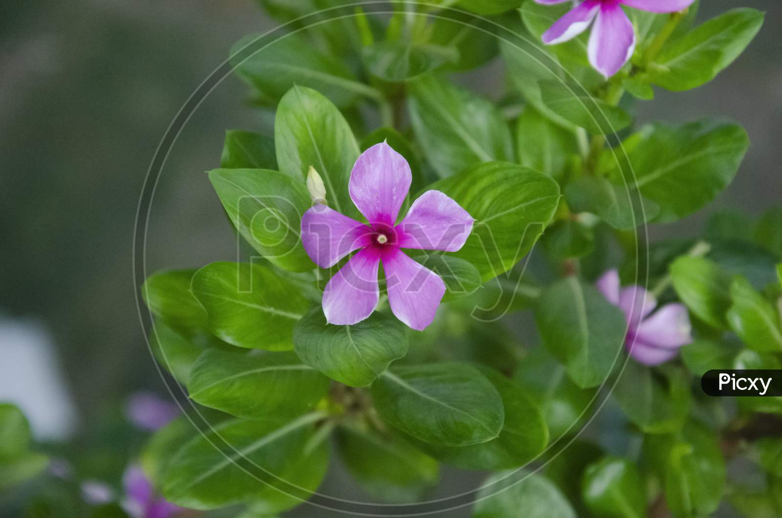 Selective focus on MADAGASCAR PERIWINKLE flower and green leaves isolated with blur background in the park in morning sunshine. Pink flower.