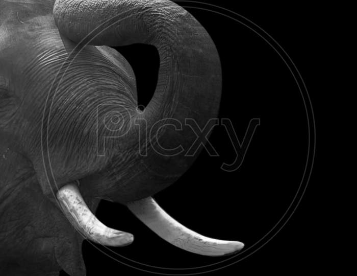 Angry Black And White Elephant Closeup Face In The Black Background