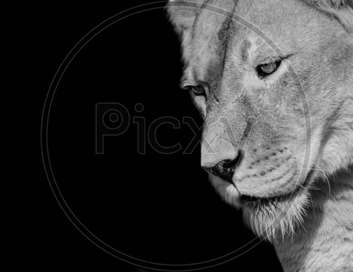 Black And White Beautiful Female Lion Closeup Face In The Black Background