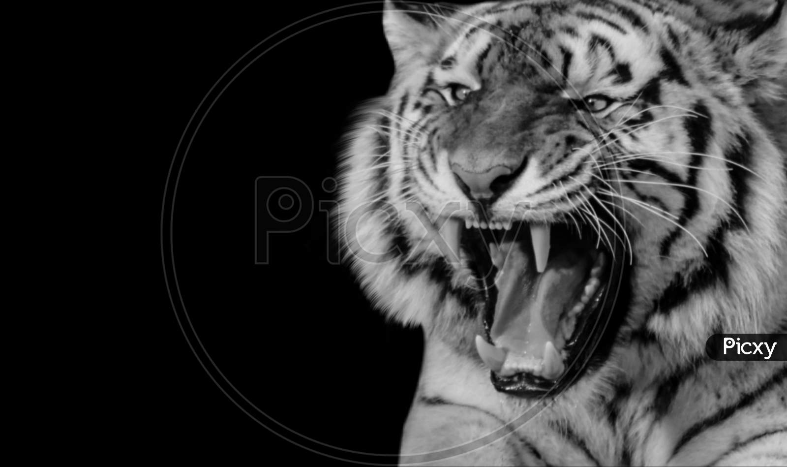 Black And White Angry Tiger Roaring