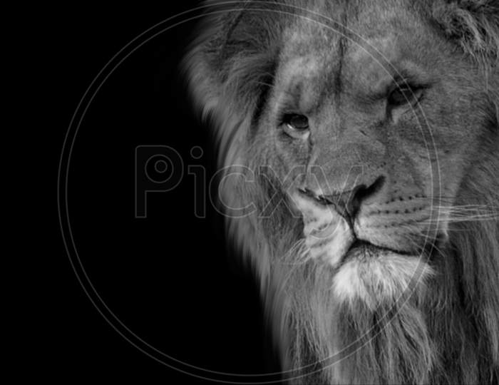 King Lion Closeup Face With Big Hair