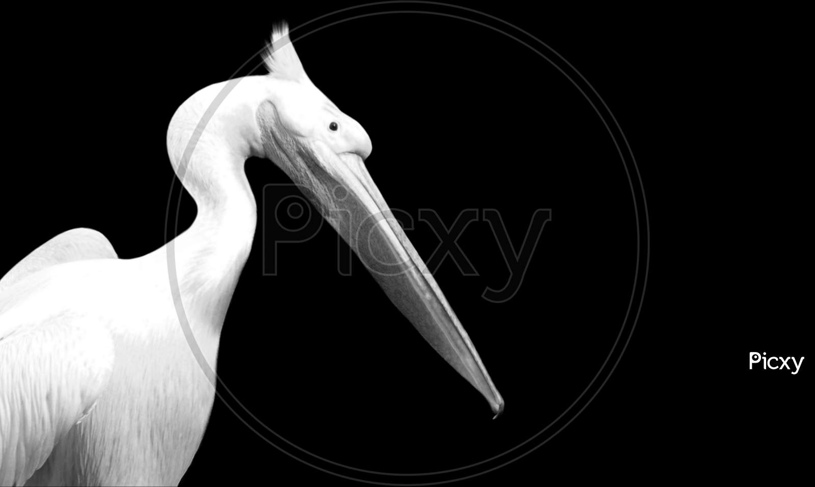 Big Great White Pelican Closeup Face