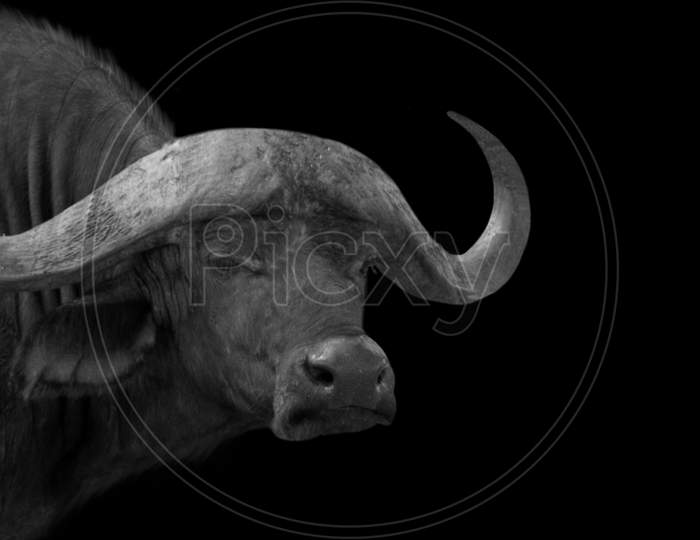 Big Horn Angry Buffalo In The Black Background