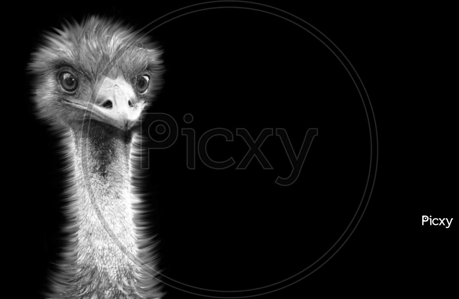Cute Black And White Emu Closeup Face In The Black Background