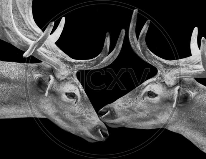 Amazing And Beautiful Two Deer Closeup Face With Big Antler In The Black Background