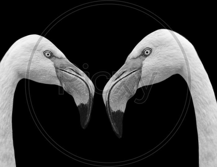 Two Long Neck White Flamingo Bird Face In Black Background