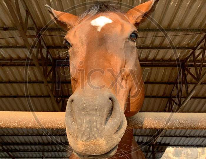 brown Thoroughbred horse with star facemarking