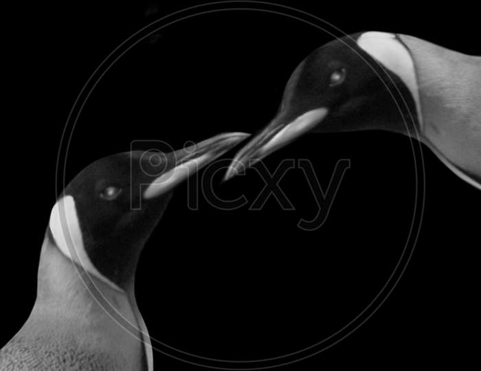 Two Cute Penguin Playing In The Black Background