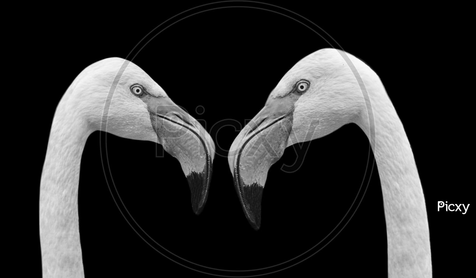 Two Long Neck White Flamingo Bird Face In Black Background