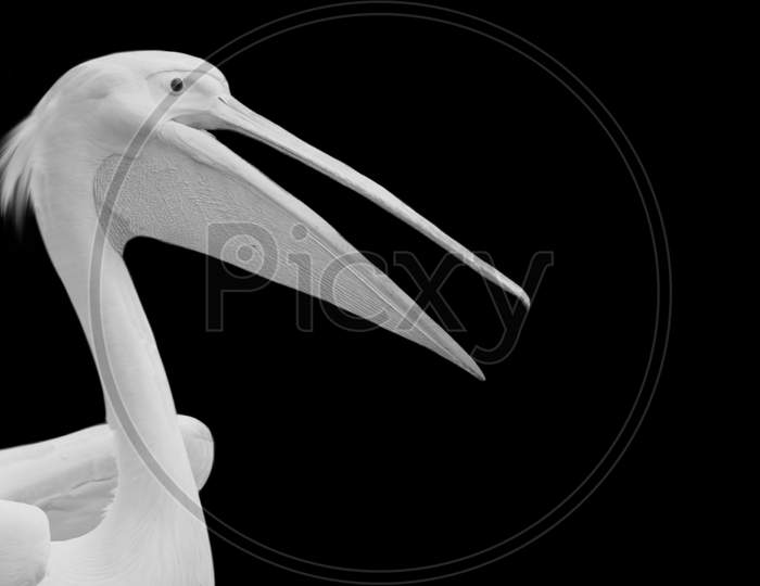 Big White Pelican Bird In The Black Background