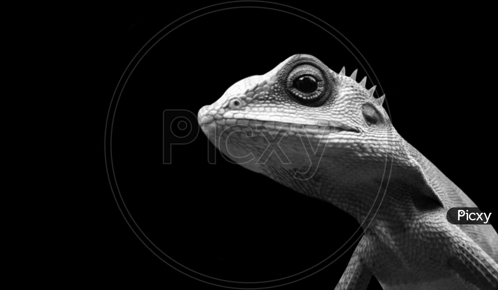 Black And White Bronchocela Cristatella Closeup In Black Background