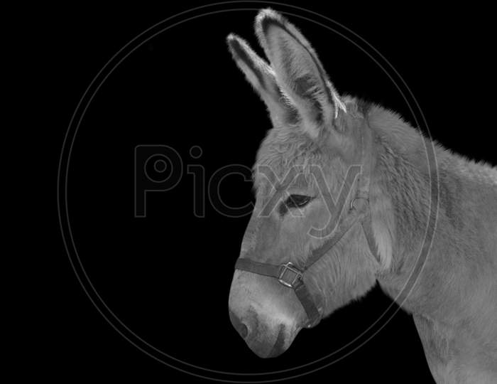 Black And White Donkey Closeup Face