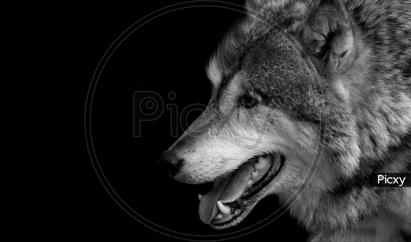 Black And White Eurasian Wolf In The Black Background