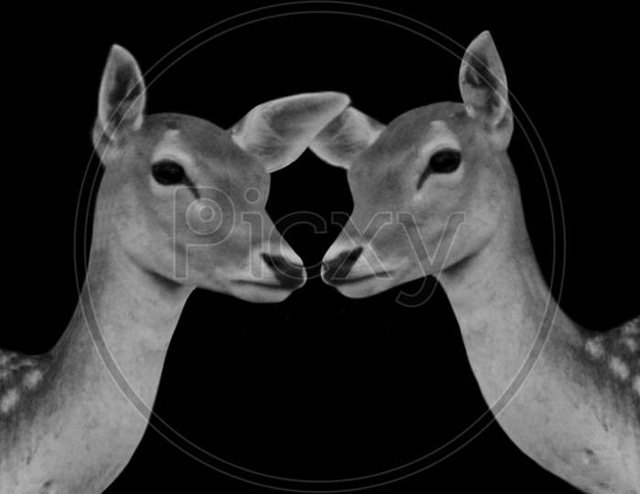 Two Cute Deer Close Together In The Black Background