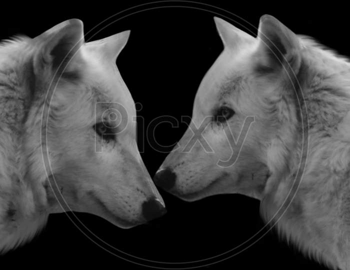 Beautiful Two White Couple Wolf Closeup Face