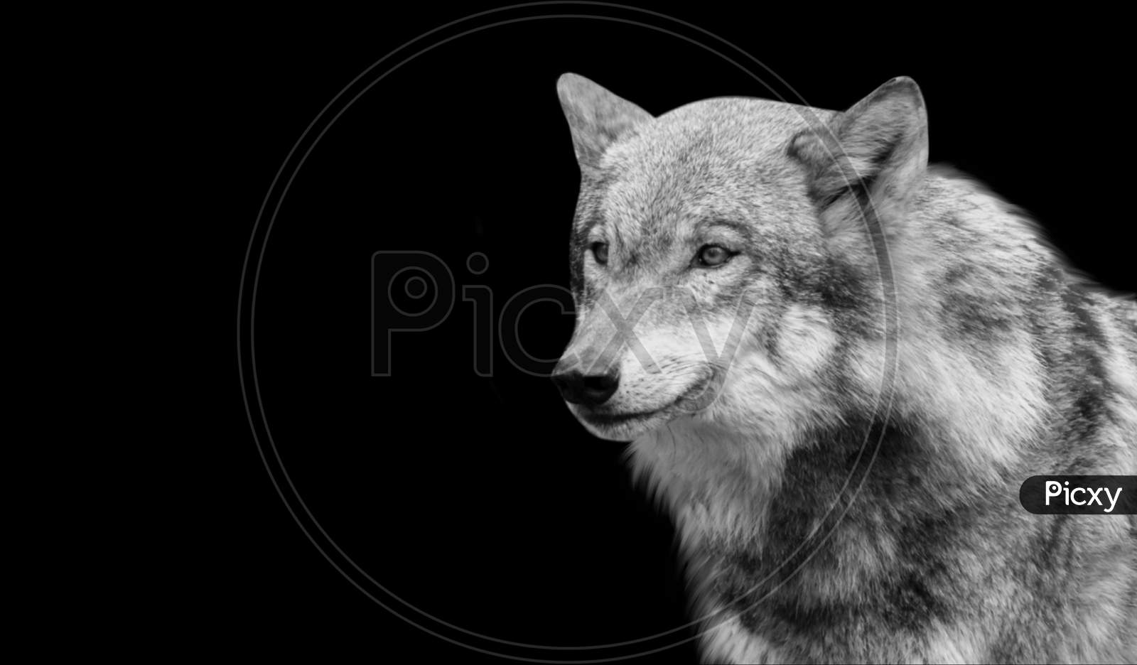Black And White Eurasian Wolf Closeup Face