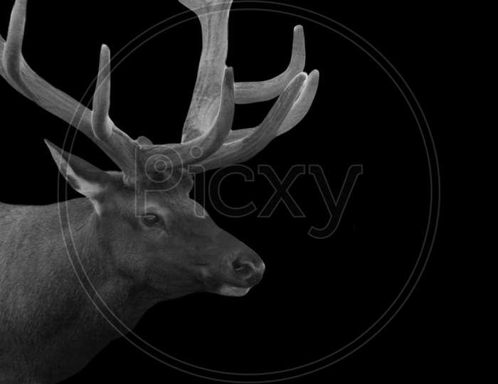Big Antlers Rocky Mountain Elk Closeup On The Black Background