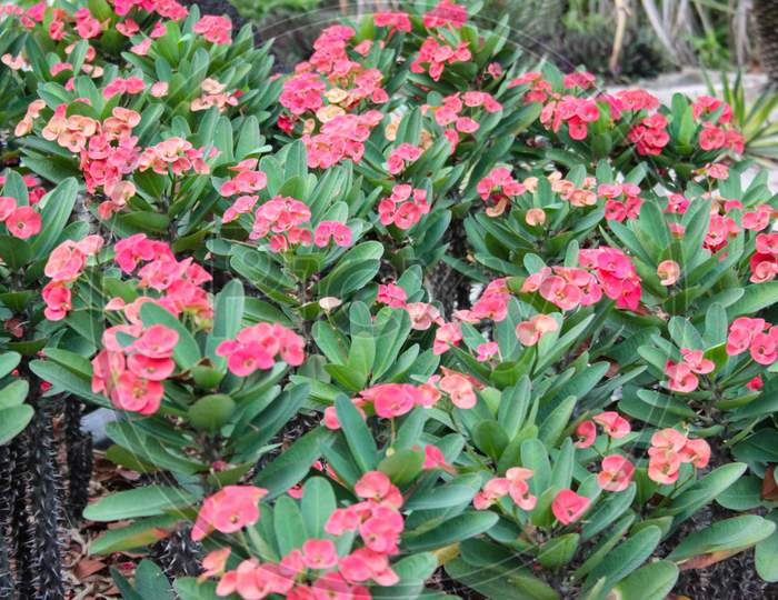Red Euphorbia Milii Flower Blooming In The Garden