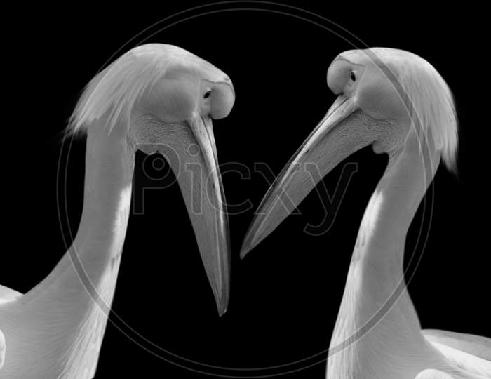 Two Beautiful White Pelican In The Black Background