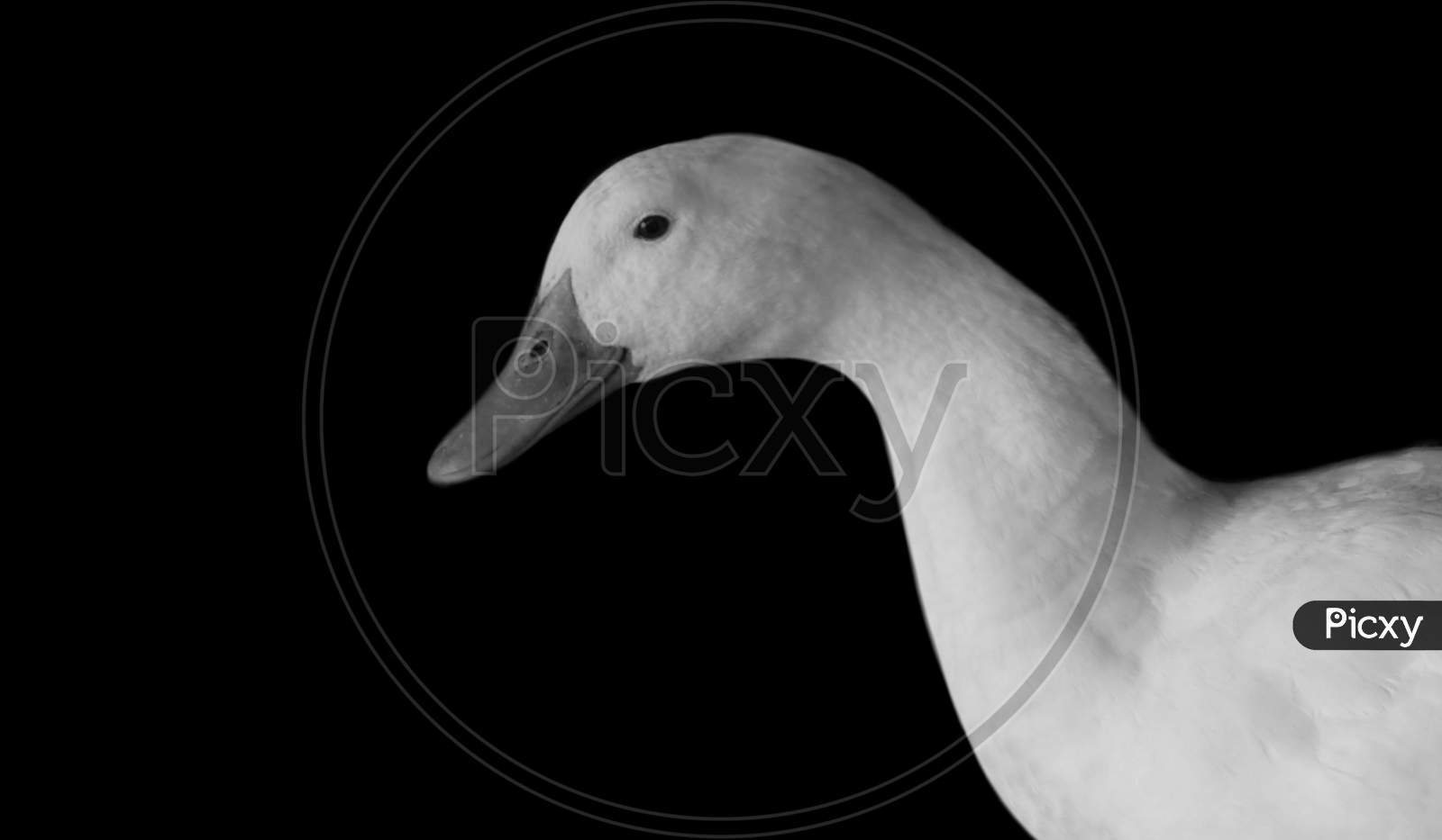 Cute White Duck Closeup Face In The Black Background