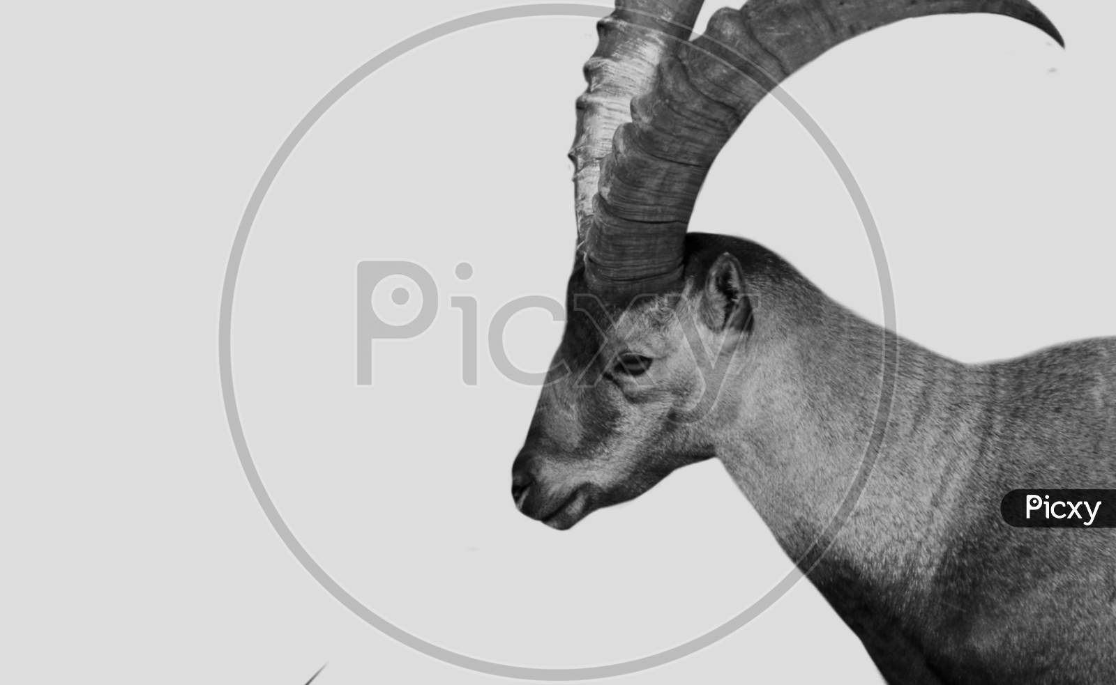 Black And White Alpine Ibex Goat In The White Background