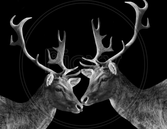 Two Deers With Big Antlers In The Black Background