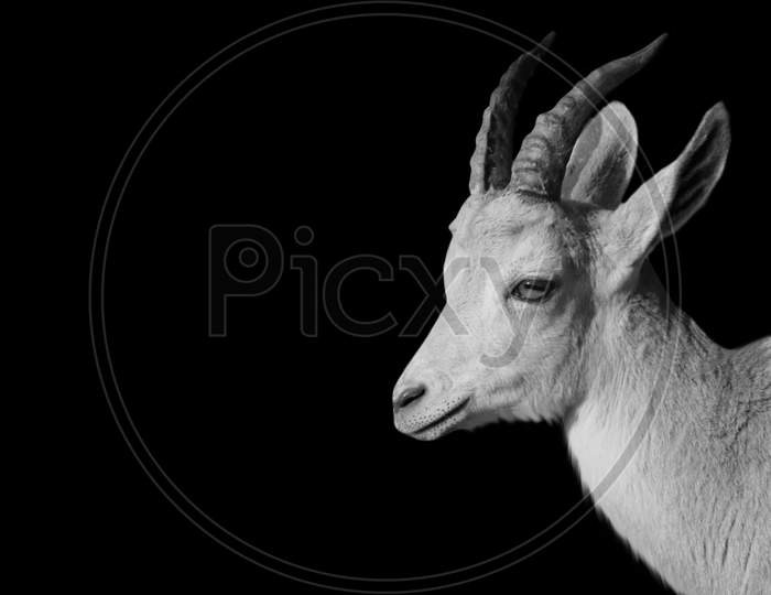 Big Horn Pyrenean Ibex Smiling Face