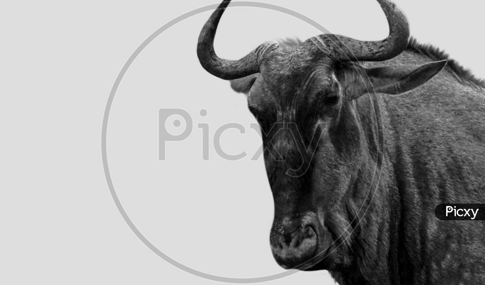 Black And White Wildebeest In The White Background