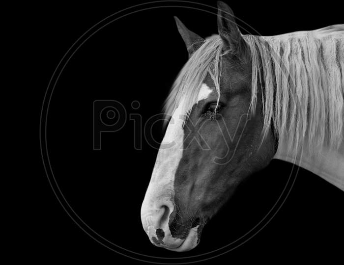 Beautiful Alone Horse In The Black Background