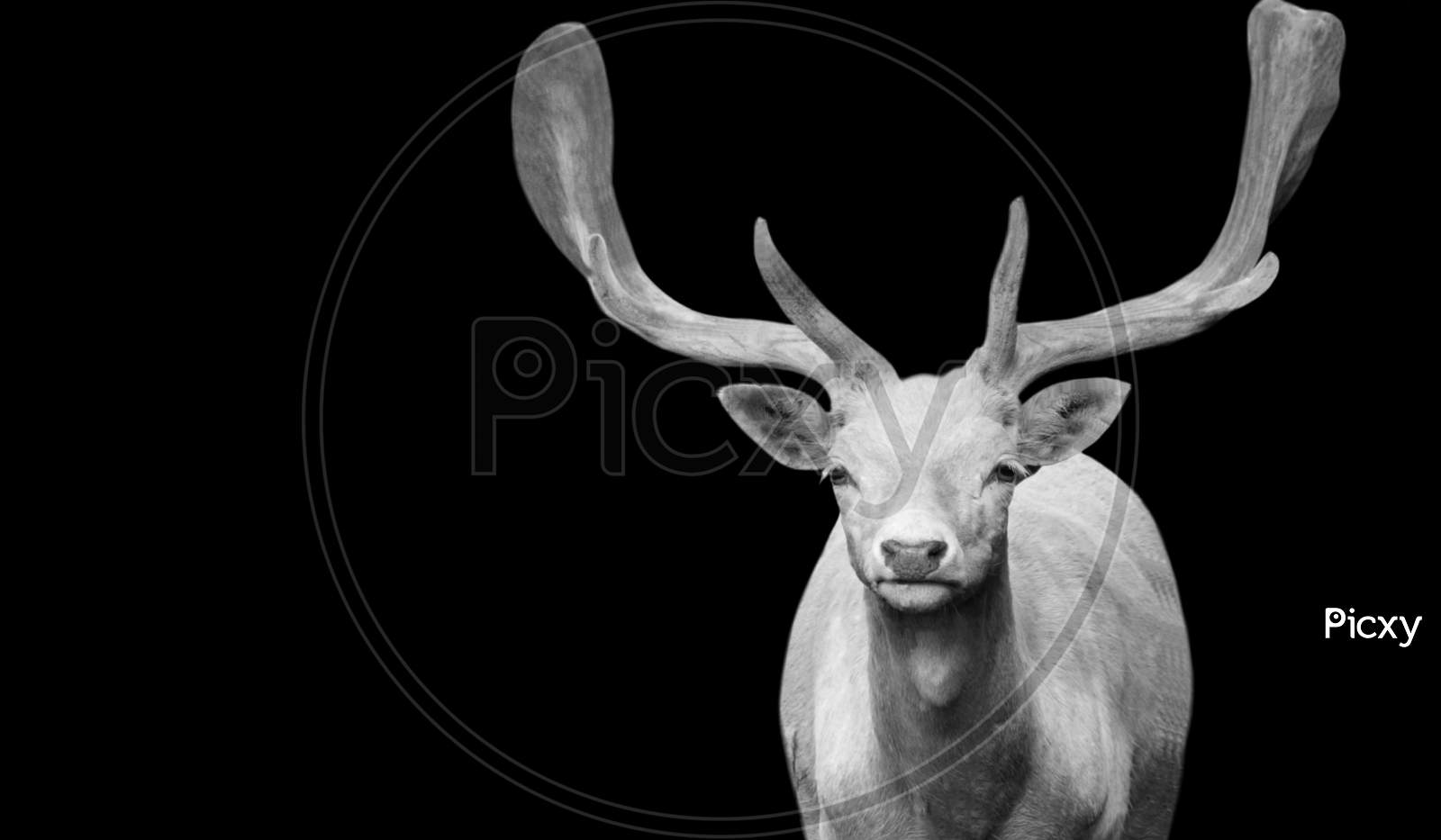 Beautiful White Deer Portrait In The Black Background