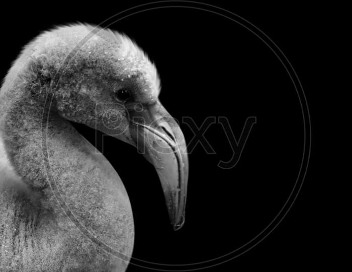Black And White Flamingo Closeup Face In The Black Background